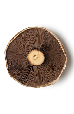 Champiñones en Rodajas Champiñones en Rodajas